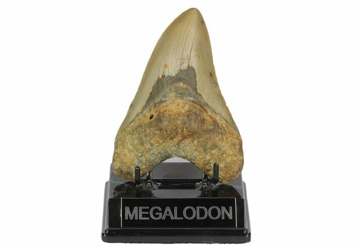 Fossil Megalodon Tooth - North Carolina #124909
